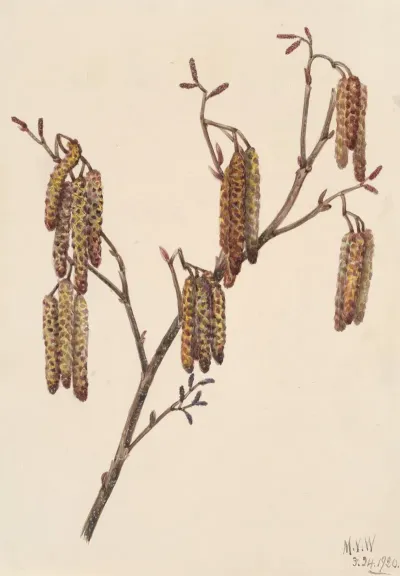Hazel Alder Alnus Regosa