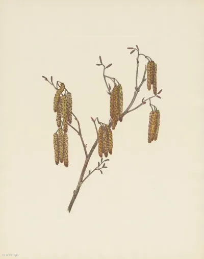 Hazel Alder Alnus Rugosa 2