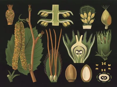 Hazel Corylus Avellana