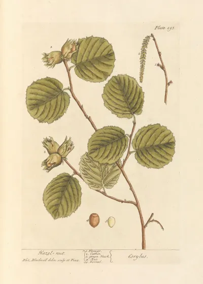 Hazel Nut