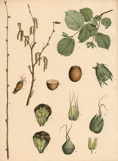 Hazelnut