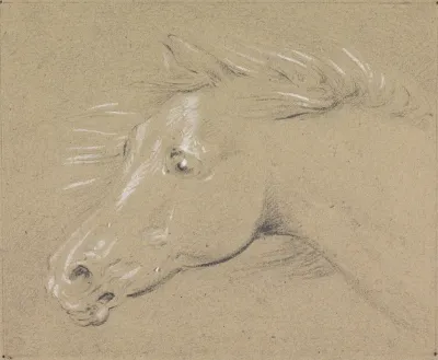 Head And Neck Of A Frightened Horse Left Profile