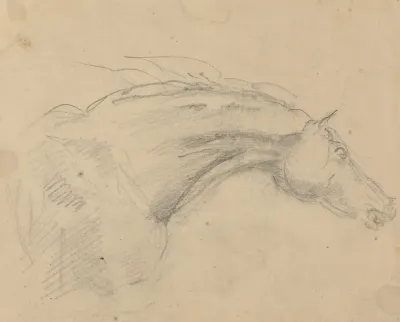 Head And Neck Of A Horse Facing Right