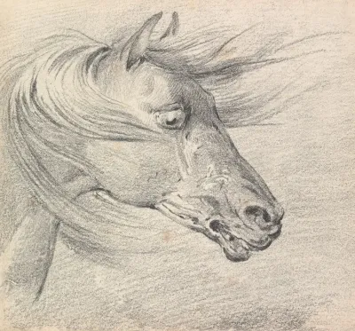 Head And Neck Of A Horse In Fear Or Exhaustion Mane Swept Forwards Profile Right
