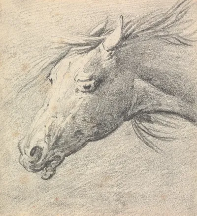 Head And Neck Of A Horse Profile Left