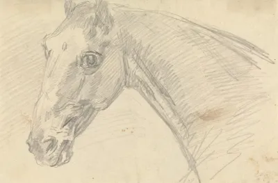 Head And Neck Of A Horse