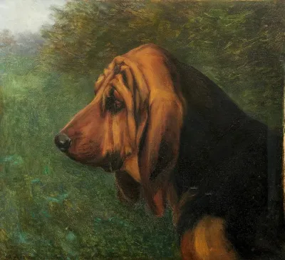 Head And Shoulder Profile Of A Bloodhound