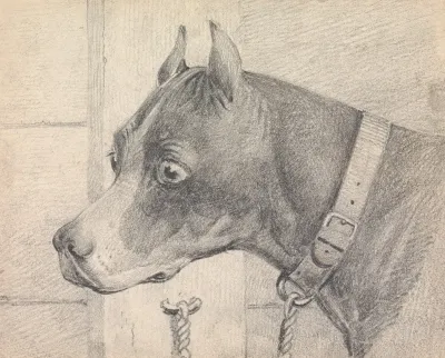 Head And Shoulders Of A Boxer Dog Profile Left Wearing A Leather Collar A Ttached To A Ring Post