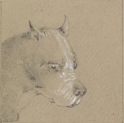 Head And Shoulders Of A Boxer Dog Profile Right