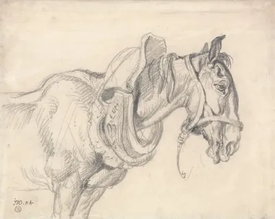 Head And Shoulders Of A Cart Horse