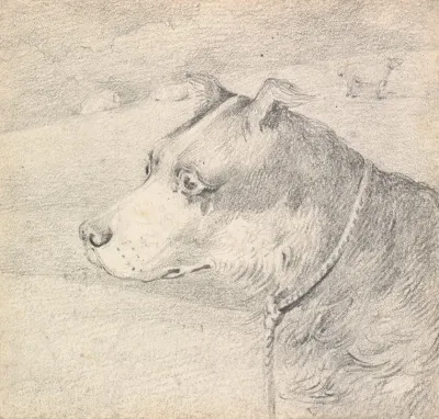 Head And Shoulders Of A Collie Dog Wearing A Leash Or Tether Sketchy Sheep In Background