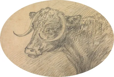 Head Of A Bull 2