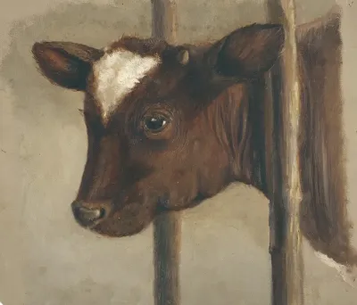 Head Of A Calf In A Cowshed