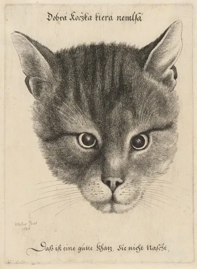 Head Of A Cat