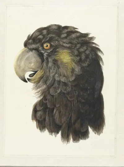 Head Of A Cockatoo
