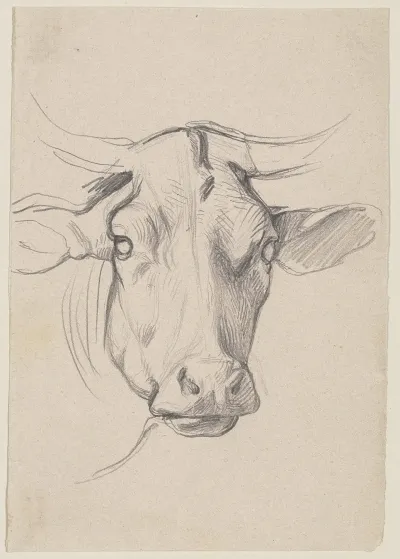 Head Of A Cow