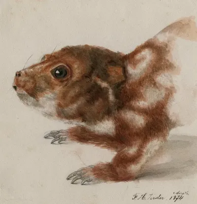 Head Of A Cuscus