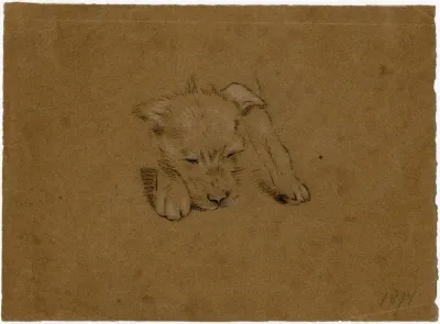 Head Of A Dog 4