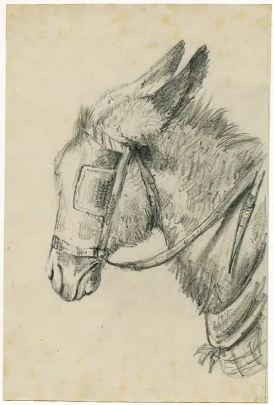 Head Of A Donkey With Rein And Blinker