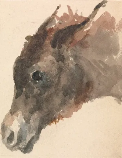 Head Of A Donkey