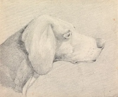 Head Of A Foxhound In Profile Right