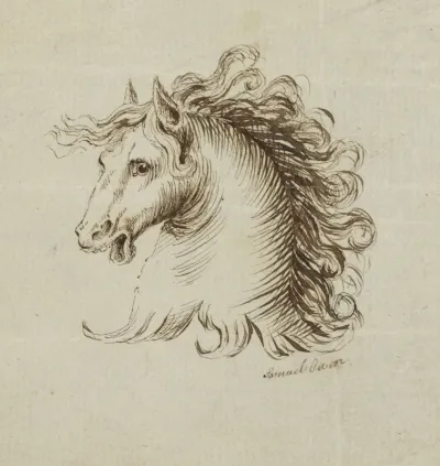 Head Of A Horse 3