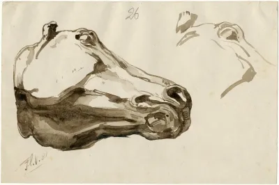 Head Of A Horse From Below