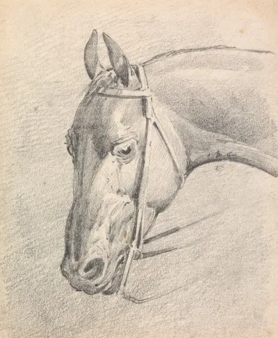 Head Of A Horse Wearing A Bridle