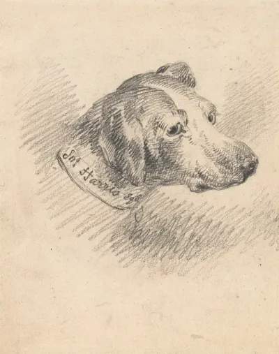 Head Of A Hound