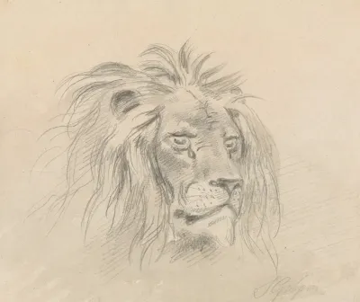 Head Of A Lion 2