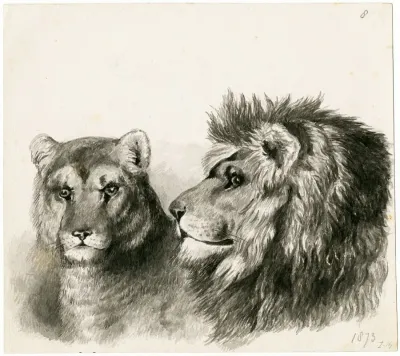 Head Of A Lion And Lioness