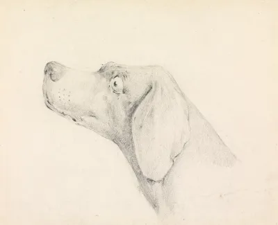 Head Of A Pointer In Profile Left