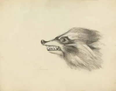 Head Of A Racoon