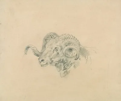 Head Of A Ram
