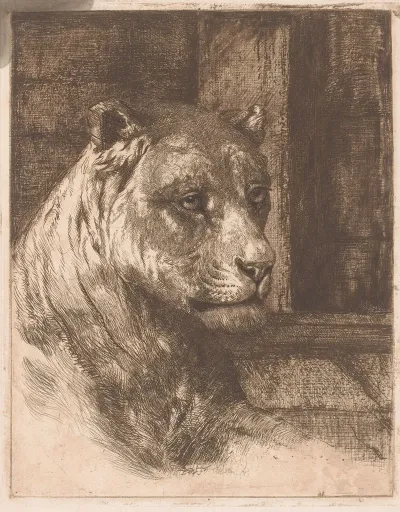 Head Of A Reclining Lioness 2
