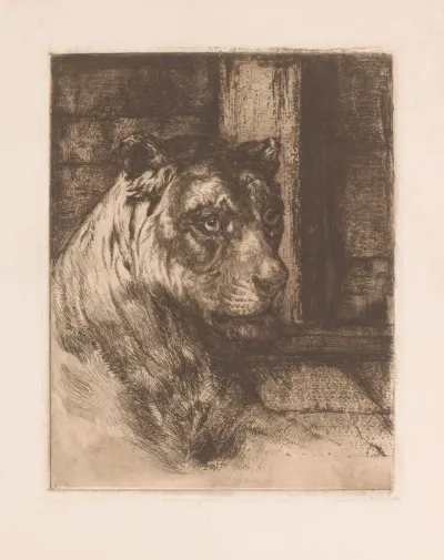 Head Of A Reclining Lioness