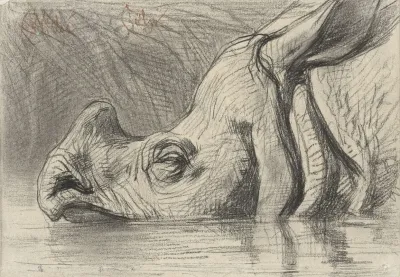 Head Of A Rhinoceros Half Submerged In The Water