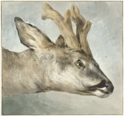Head Of A Roebuck