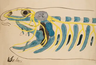 Head Of A Selachian Chondrichthyes Elasmobranchia