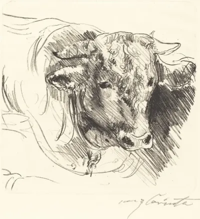 Head Of A Steer Stierkopf
