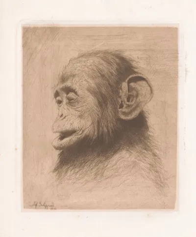 Head Of A Young Chimpanzee