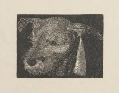 Head Of Beauty The Dog
