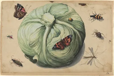 Head Of Cabbage With Insects