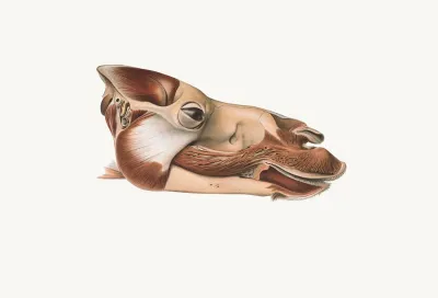 Head Of Dromedary After Removal Of Facial Muscles