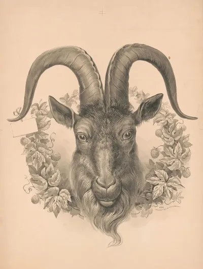 Head Of Goat