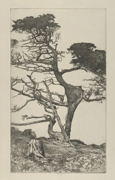 Head Of The Ostrich