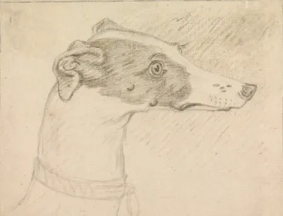 Head Portrait Of Grayhound