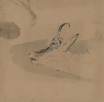 Head Study Of Mountain Goat