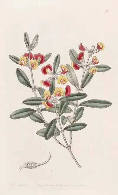 Headed Oxylobium