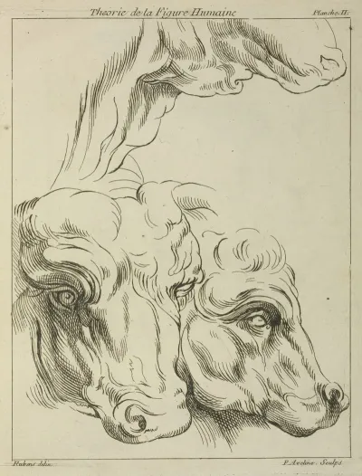 Heads And Necks Of Two Bovines Portion Of Neck Of A Third